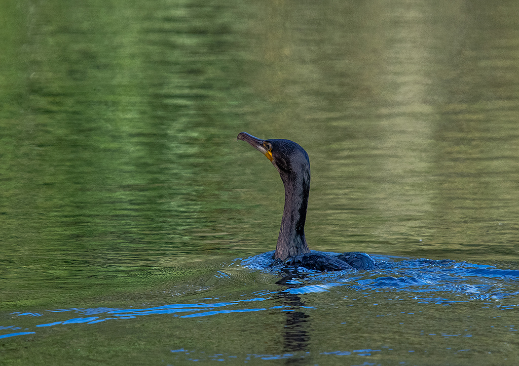 A cormorant today.