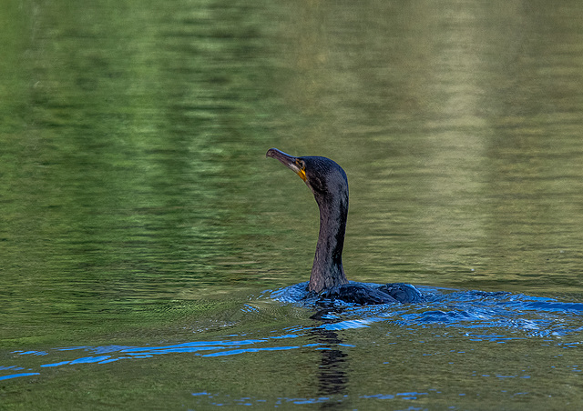 A cormorant today.