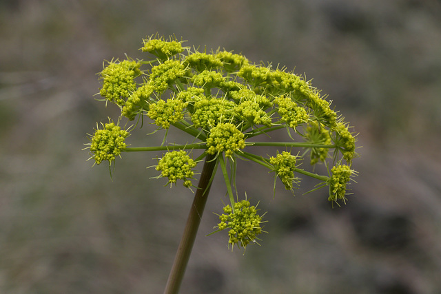 Fernleaf Biscuitroot