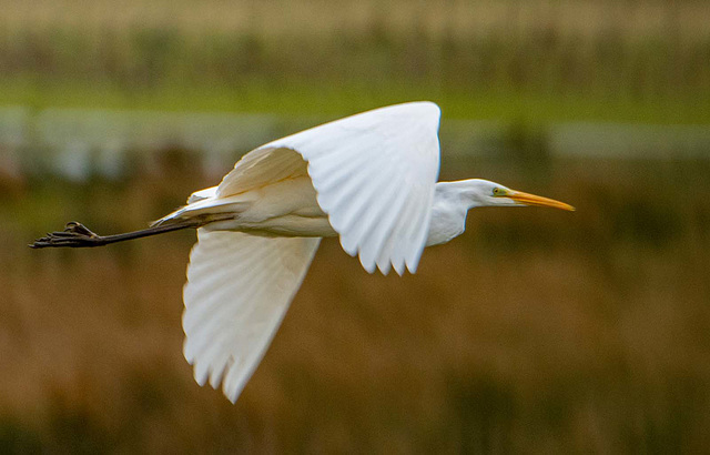 Great white egret