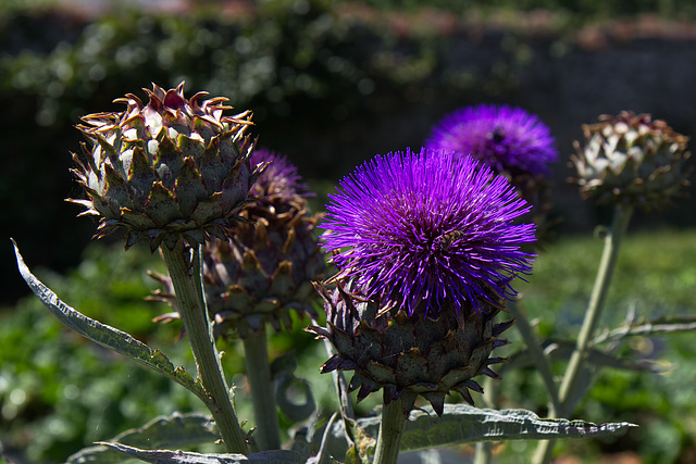 Fleurs d’artichauts.