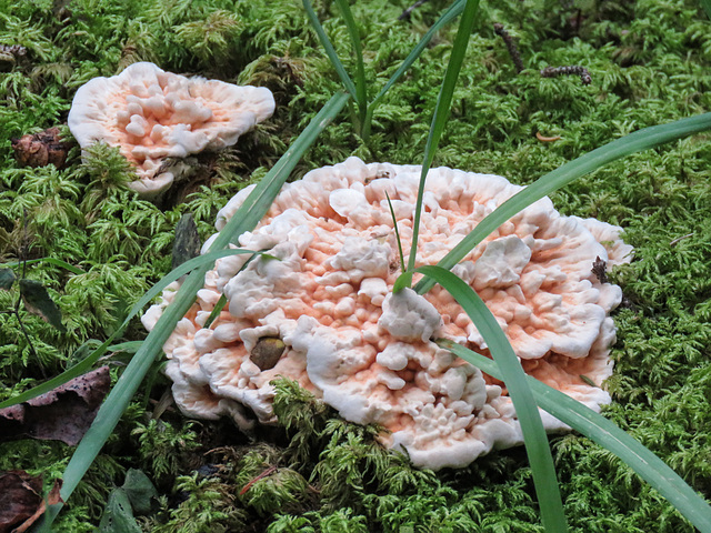 Fungus