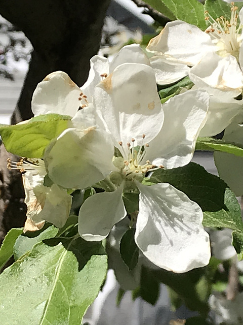 apple blossoms