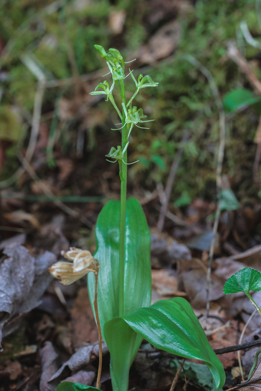 Liparis loeselii (Loesel's Twayblade orchid)