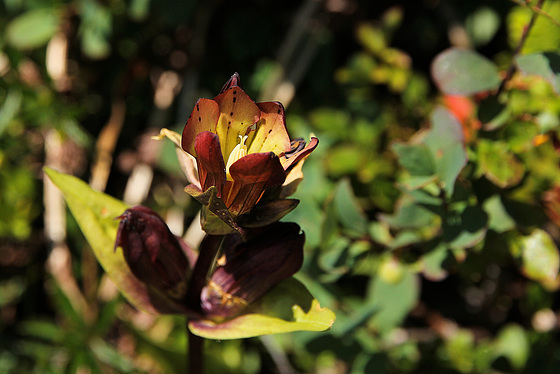 Purpur-Enzian (Gentiana purpurea)