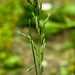 20230520 0184CPw [D~LIP] Wiesen-Rispengras (Poa pratensis agg), Bad Salzuflen