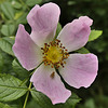 Dog Rose and visitor
