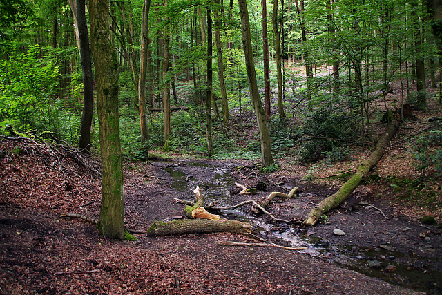 Olpkebach im Stadtwald Bittermark (Dortmund) / 18.05.2024