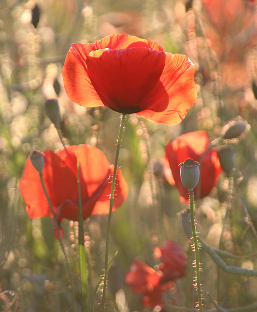 Mohn in den Abendstunden