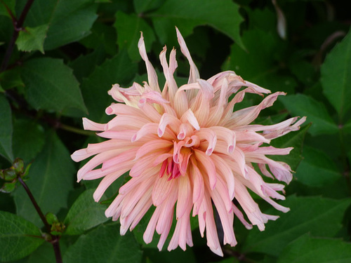 Flor rosada del sur