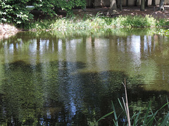 Dorfteich in Mückendorf /3