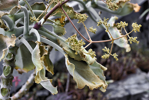 Elephant’s Ear Plant – Brooklyn Botanic Garden, New York, New York