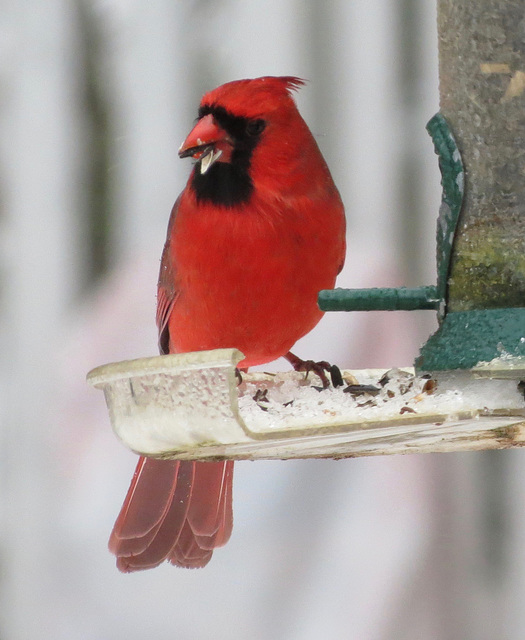 My Cardinal 2