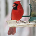 My Cardinal 2