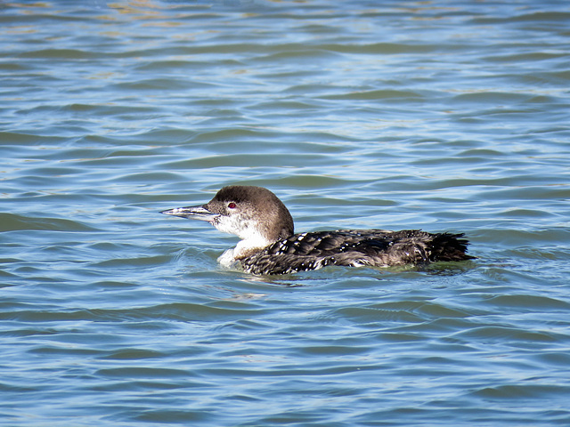 Day 3, Common Loon, Aransas boat trip