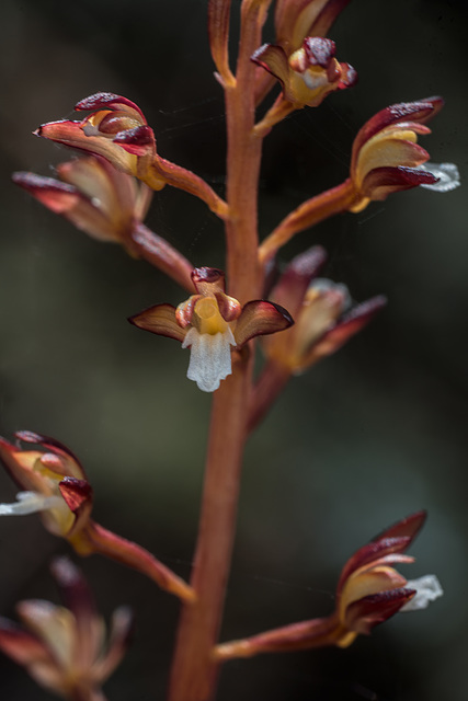 Corallorhiza maculata var. ozettensis (Ozette Coralroot orchid)