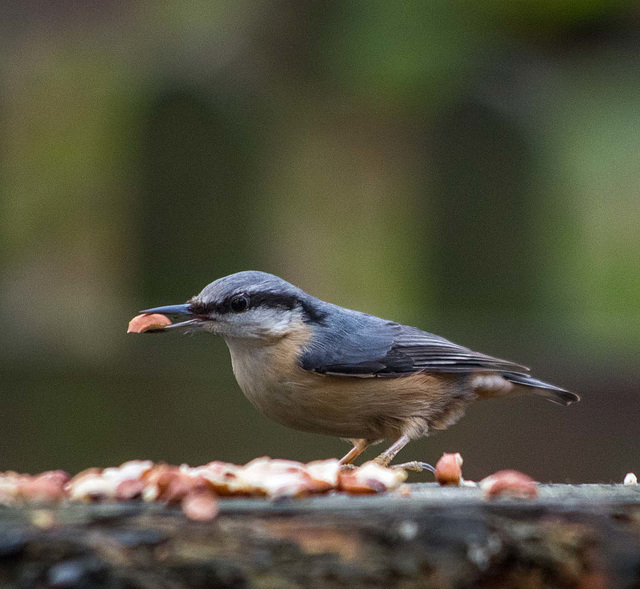 Nuthatch4