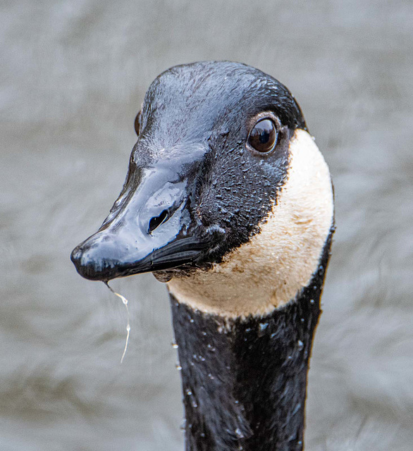 Canada goose