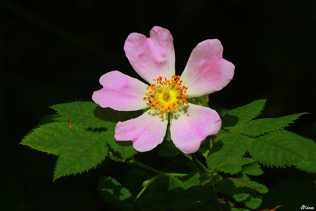 Fleur d 'églantier