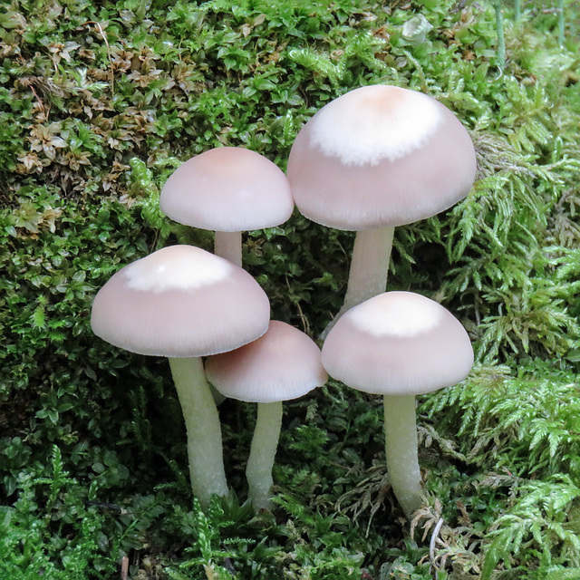 Cluster of fungi