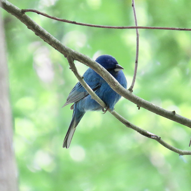 Indigo bunting