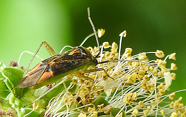 20240602 0272CPw [D~LIP] Kleiner Wiesenknopf, Weichwanze (Closterotomus trivialis), BS