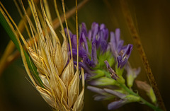Getreide und die  Luzerne (Medicago sativa) ergeben gleich ein schönes Bild :)) Grain and alfalfa (Medicago sativa) make a beautiful picture :)) Les céréales et la luzerne (Medicago sativa) forment une belle image :))