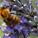Bombus terrestris (Bumblebee) and lavendula