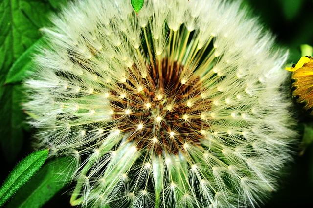 Dandelion....gone to seed!