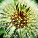 Dandelion....gone to seed!