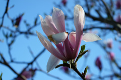 Magnolia