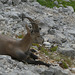 20170718 -23 Randos St Agnan en Vercors (284) al