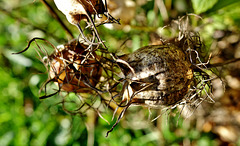 Dried Seed Head 4