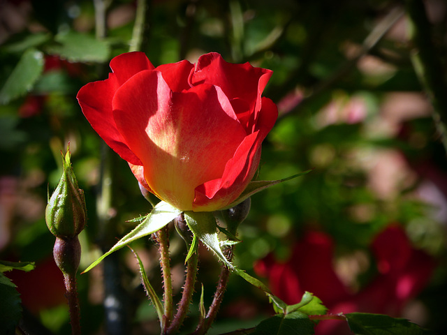 cocktail rose