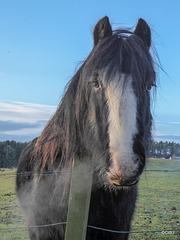 A cold morning when he is snorting steam!