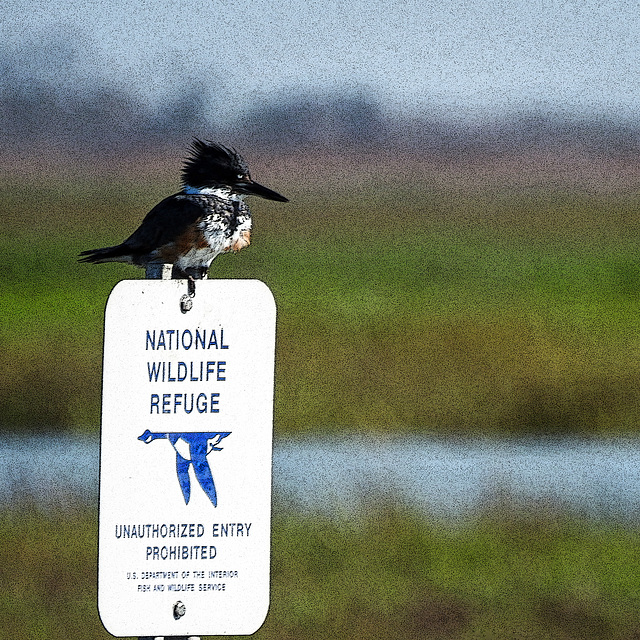 Day 3, Belted Kingfisher, Aransas boat trip