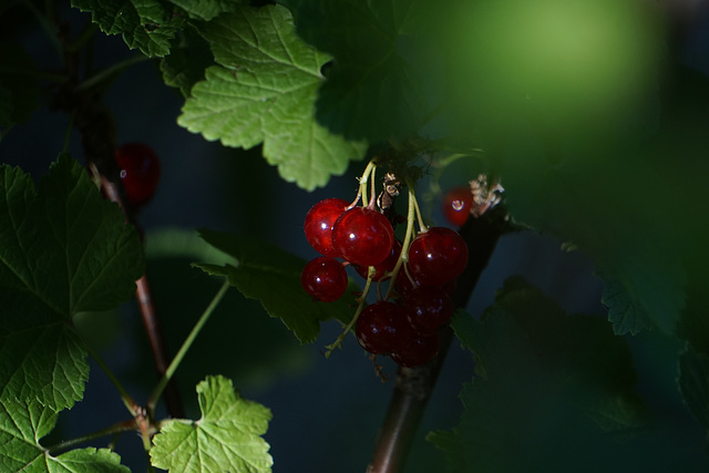 Rote Johannisbeere