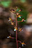 Corallorhiza maculata var. ozettensis (Ozette Coralroot orchid)