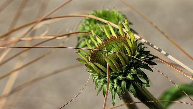 Echinacea