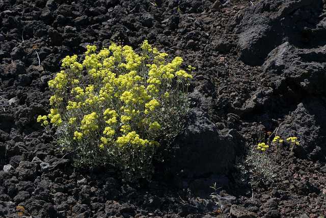 Sulfur Buckwheat