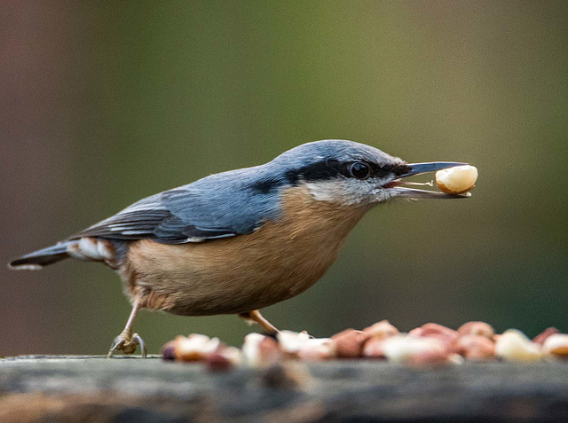 Nuthatch5