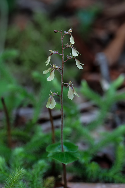 Neottia smallii (Appalachian Twayblade orchid)