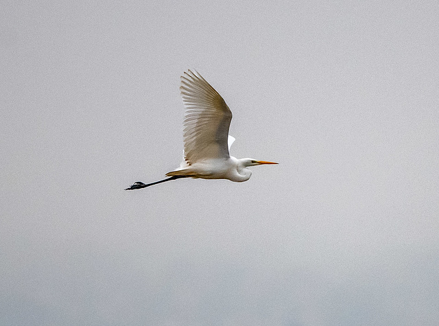 Great white egret