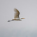 Great white egret