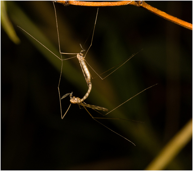 IMG 2153 Craneflies