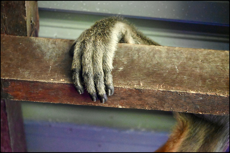 Climbing the fence