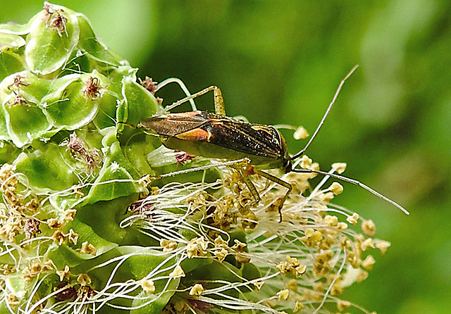 20240602 0275CPw [D~LIP] Kleiner Wiesenknopf, Weichwanze (Closterotomus trivialis), BS