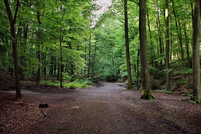 Weg im Stadtwald Bittermark (Dortmund) / 18.05.2024