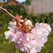 jap. Zierkirsche