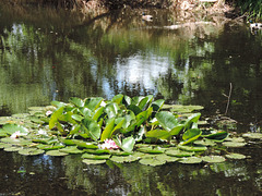 Dorfteich in Mückendorf /4